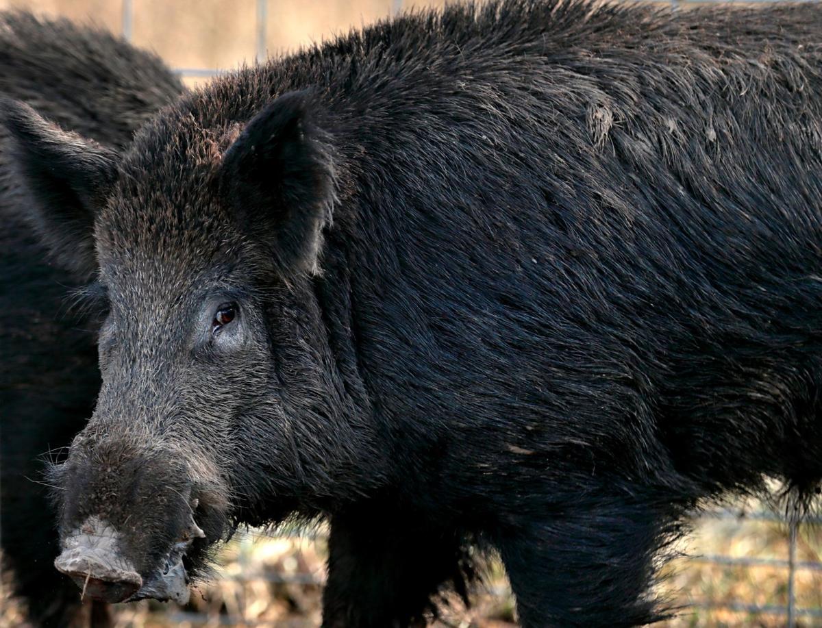 Controlling Missouri's feral hog population