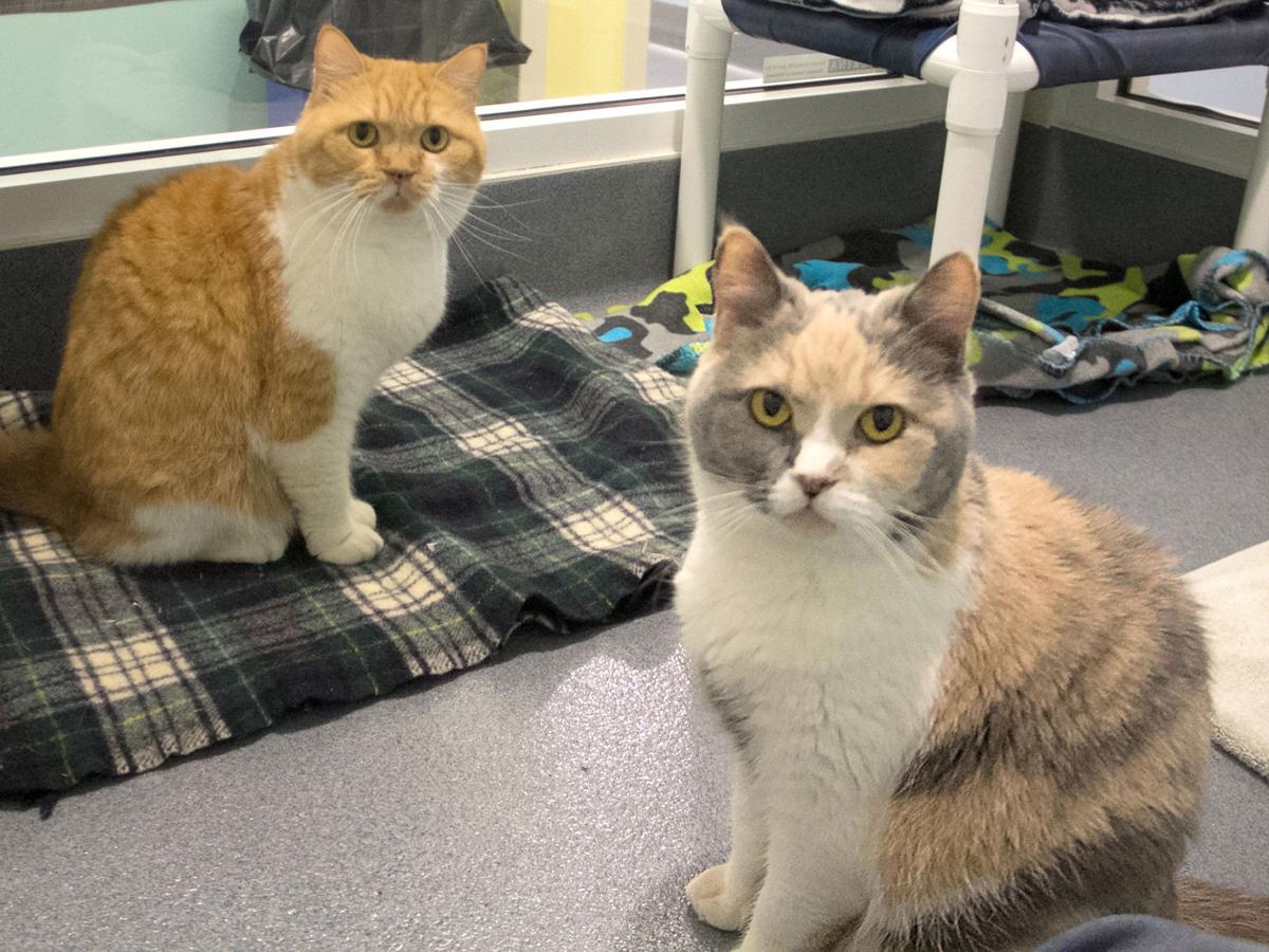 Pets Of The Week A Pair Of Cats An Australian Shepherd Mix A