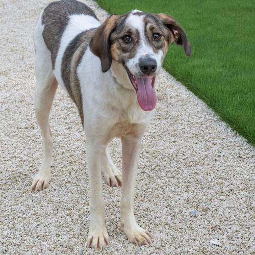 Pet of the week: Valentine