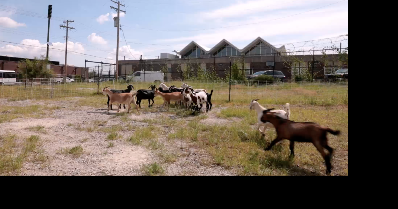 Goats act as 'quiet lawnmowers' for your toughest brush