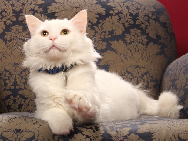 Pet of the week: Gavin, a domestic medium-hair cat