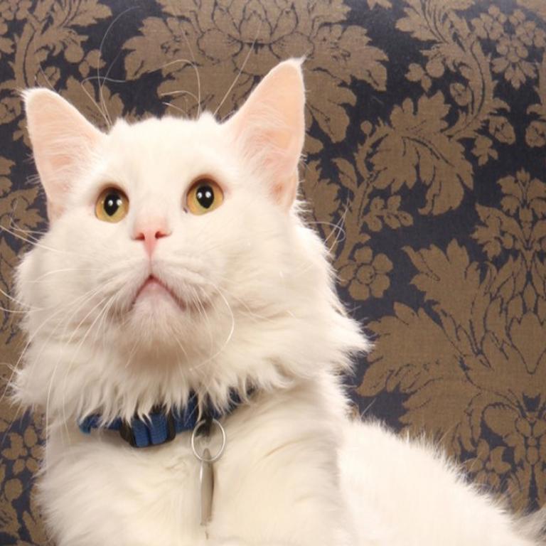 Pet Of The Week Gavin A Domestic Medium Hair Cat Home Garden