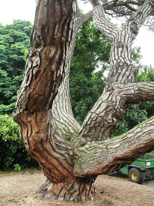 Pinus pinea