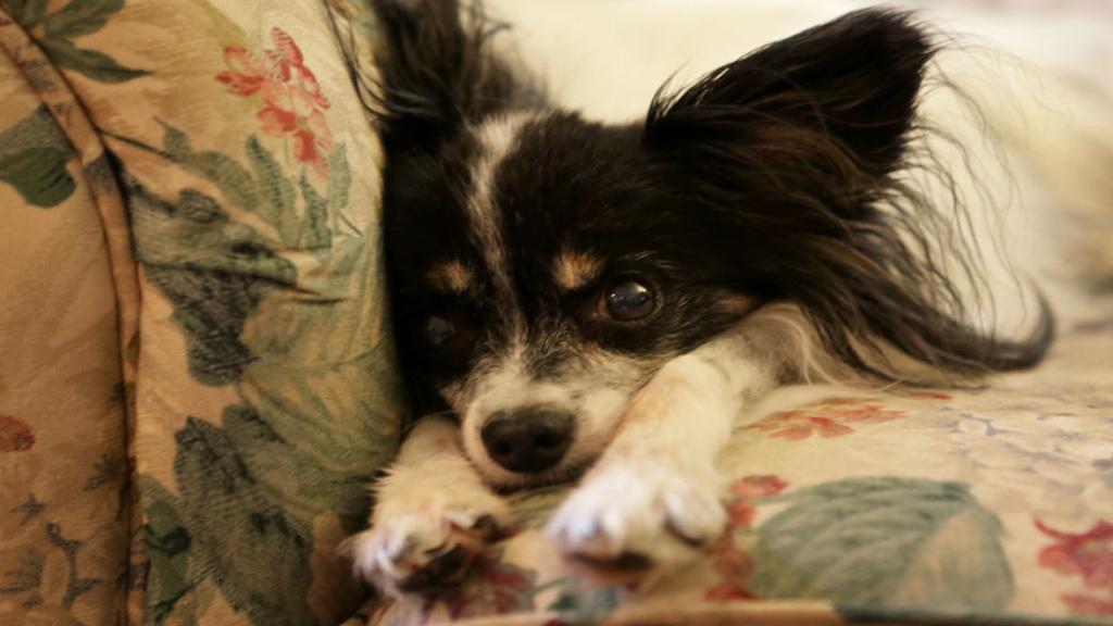 St Louis Veterinary Hospice Allows Pet Owners To Say Goodbye At Home Pets Stltoday Com