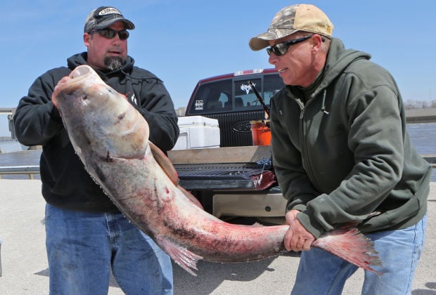 Anglers snag for giant fish in the Mississippi that predate dinosaurs