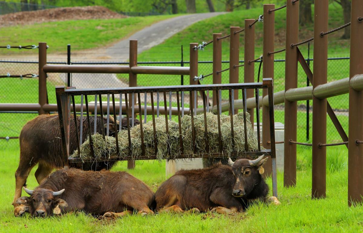 Grant’s Farm starts a new season Friday, sans elephants
