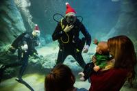 St. Louis Aquarium opens on Christmas Day