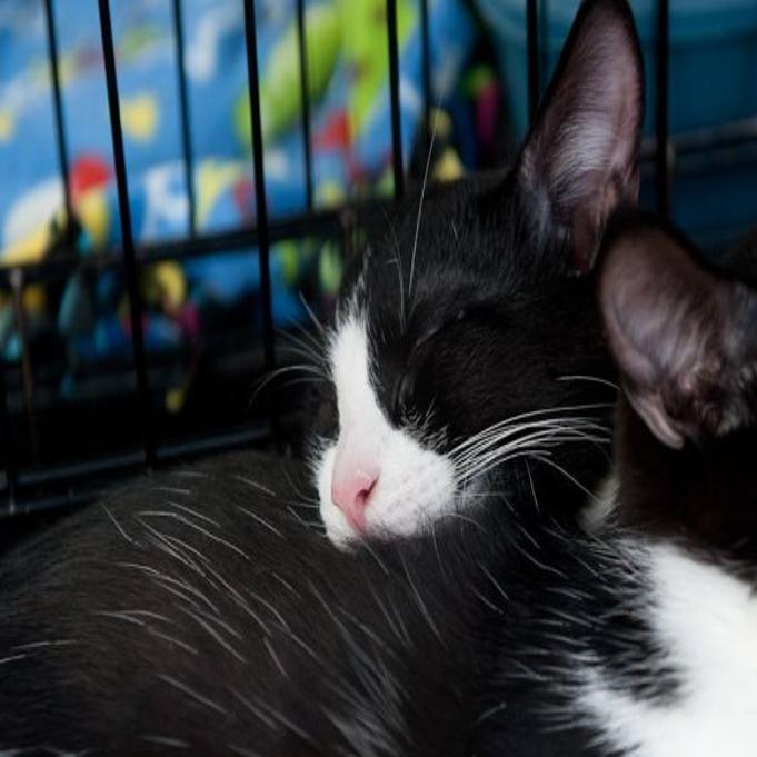 Tenth Life Cat Rescue Burglarized Law And Order Stltoday Com