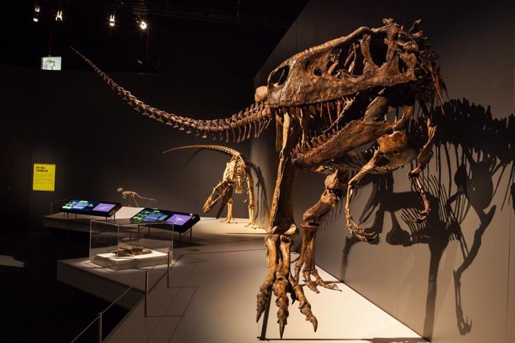 Dinosaur - Tyrannosaurus rex - The Australian Museum
