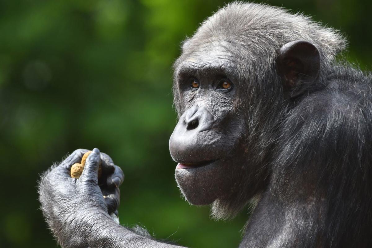 Chimpanzee at the St. Louis Zoo
