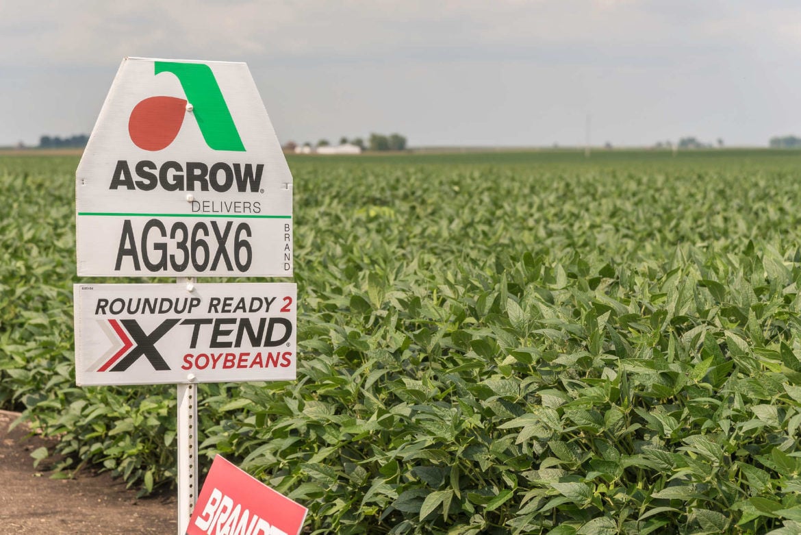 Dicamba-resistant soybeans in rural McLean County