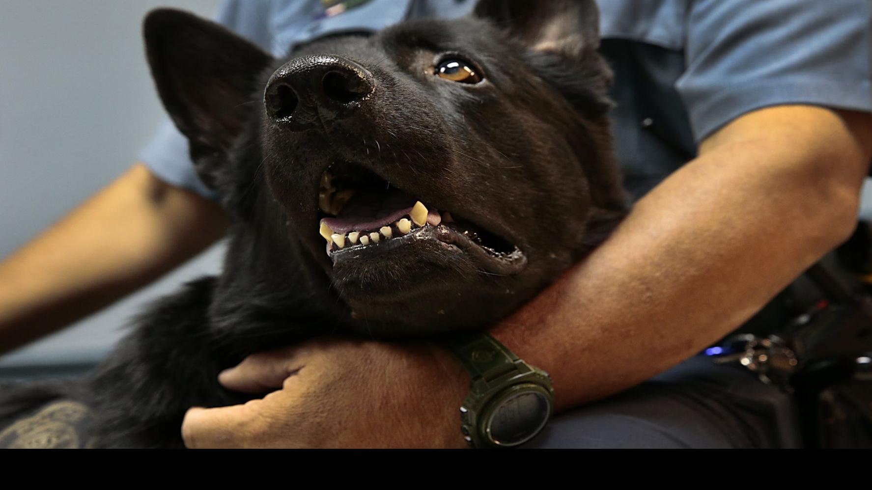 When A Police Dog Needed Titanium Tooth Crowns Ferguson Veterinarians Started Fundraising Law And Order Stltoday Com