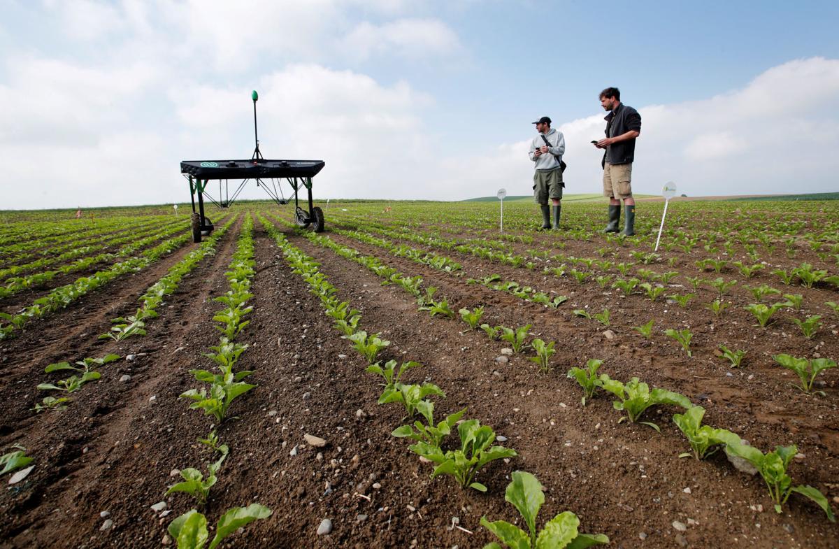 Robot Weed Killers Poised To Disrupt U S Agriculture Local