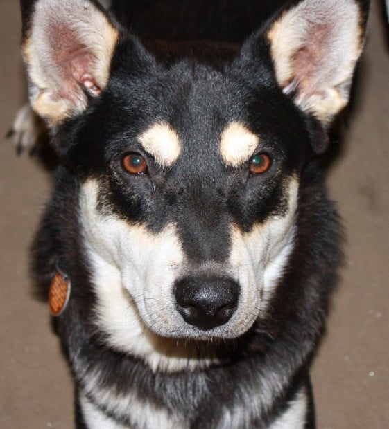 Australian cattle dog sales shiba inu mix