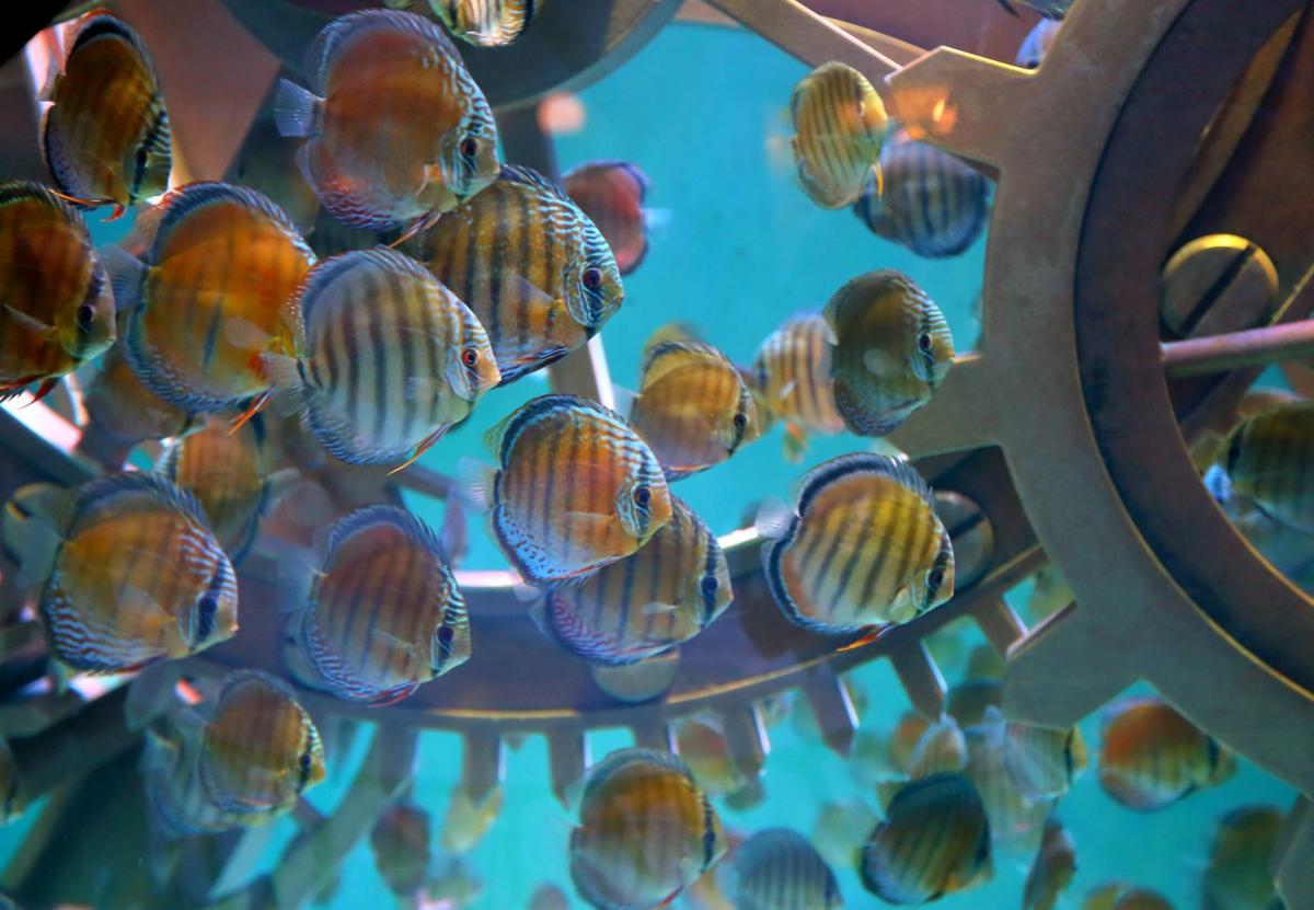 A big splash Your guide to St. Louis Aquarium at Union
