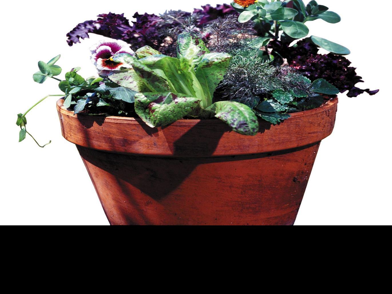 You Can Overwinter Strawberries In A Container Home Garden Stltoday Com