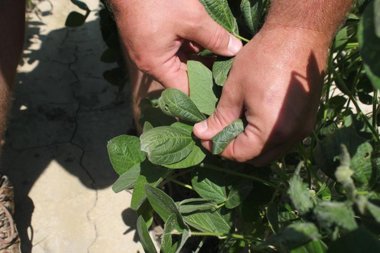 Herbicide Dispute