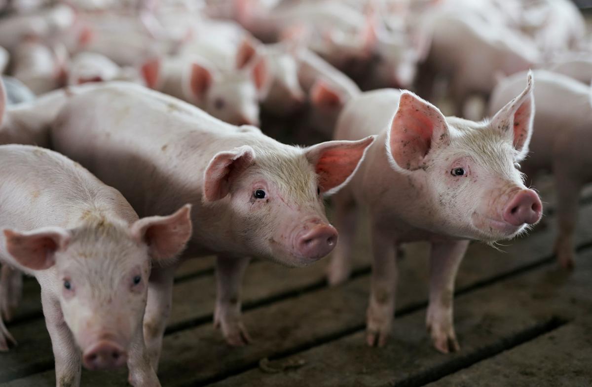 FILE PHOTO: Young pigs in a pen at a hog farm in Ryan