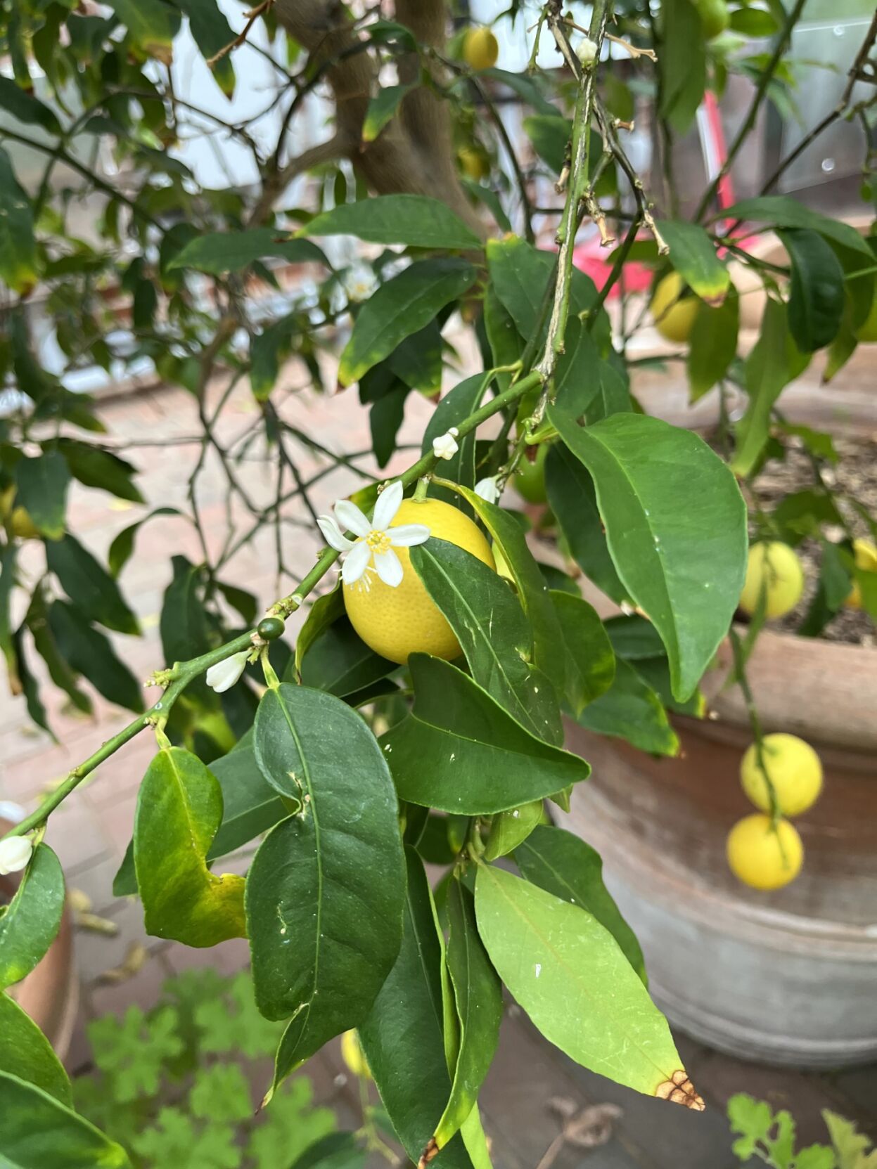 Taking care of a lemon tree in winter