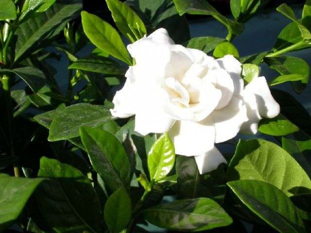 Gardenias Are Notoriously Tough To Get To Rebloom Home Garden