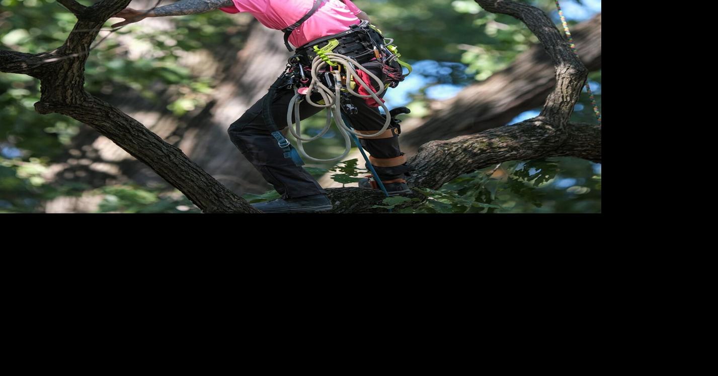 A half-century in, global tree climbing competition returns to its St. Louis roots