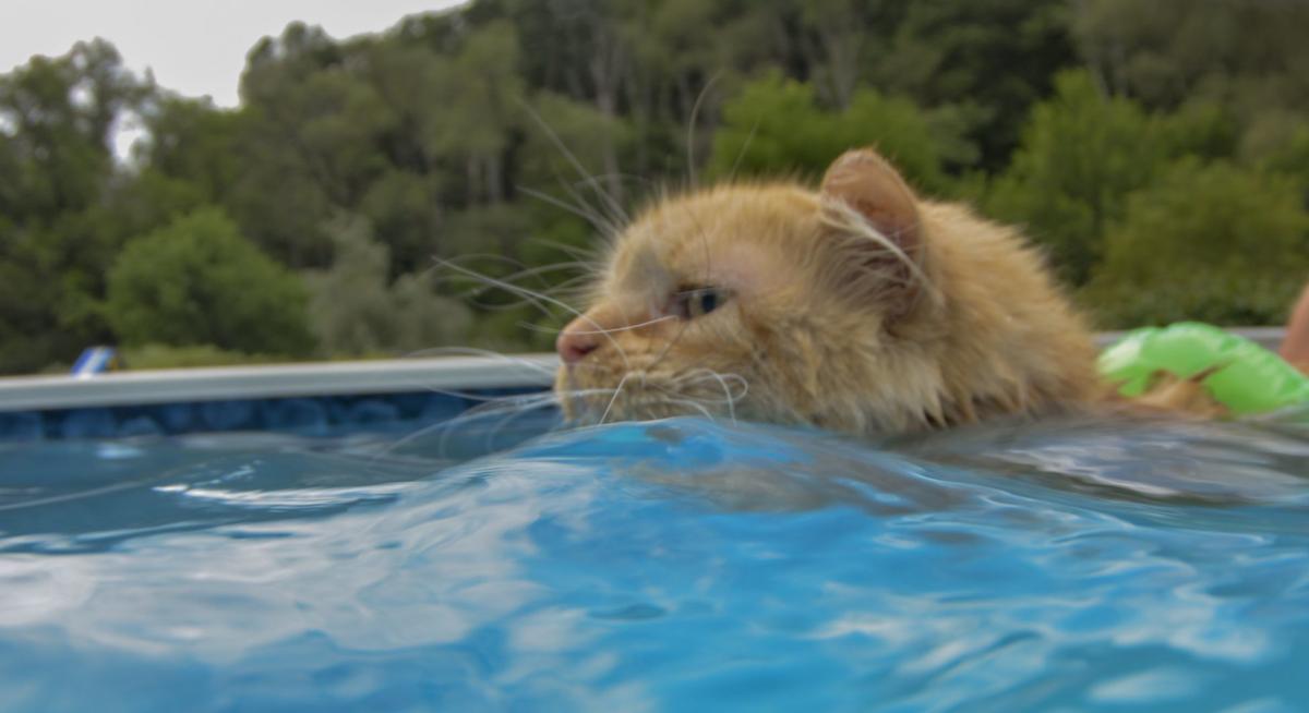Pennsylvania cat dives in to summer with love of swimming Pets