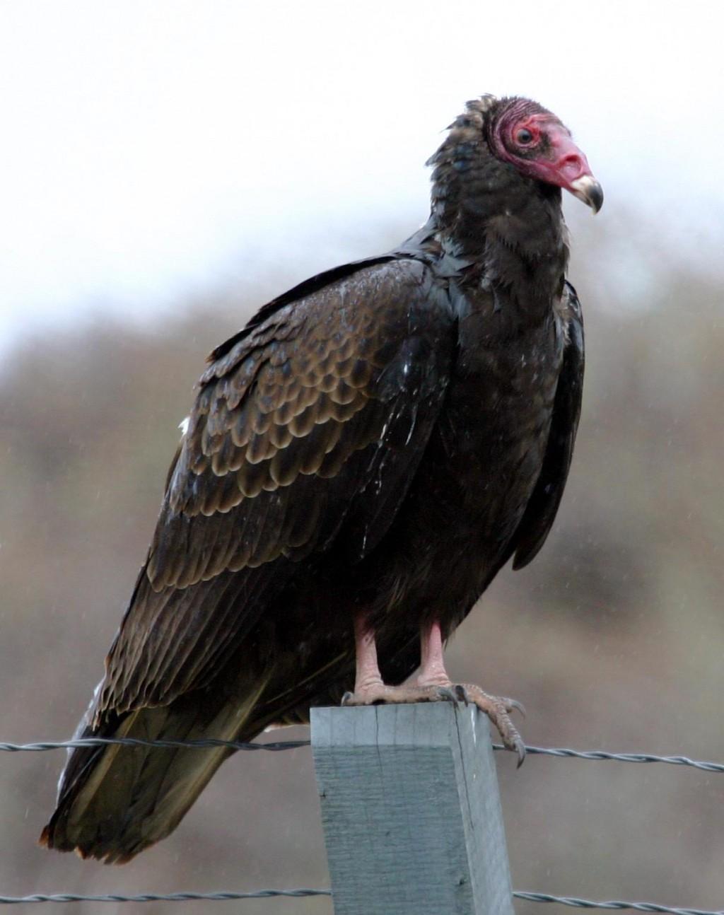 Turkey Vultures The True Sign Of Spring Metro Journals Life Stltoday Com