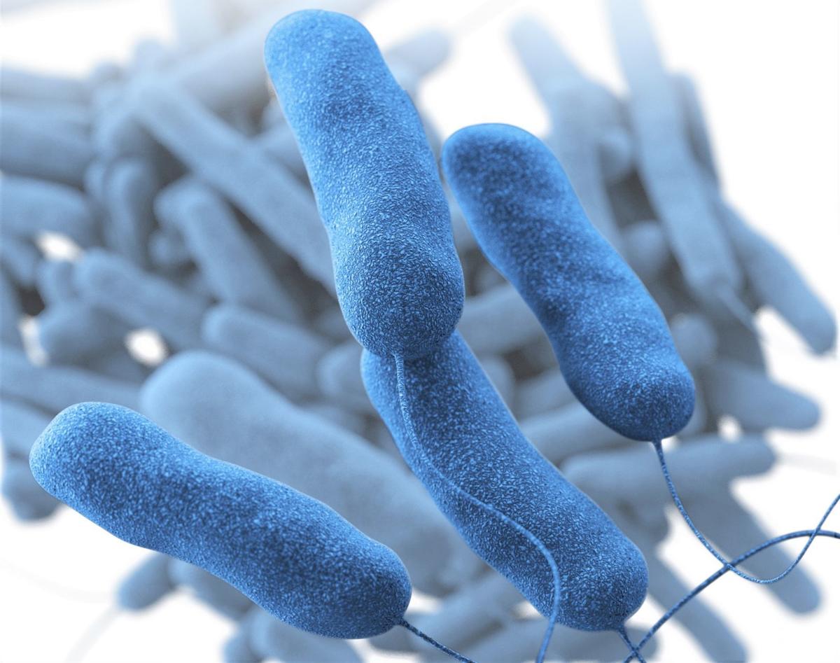 Legionella bacterium