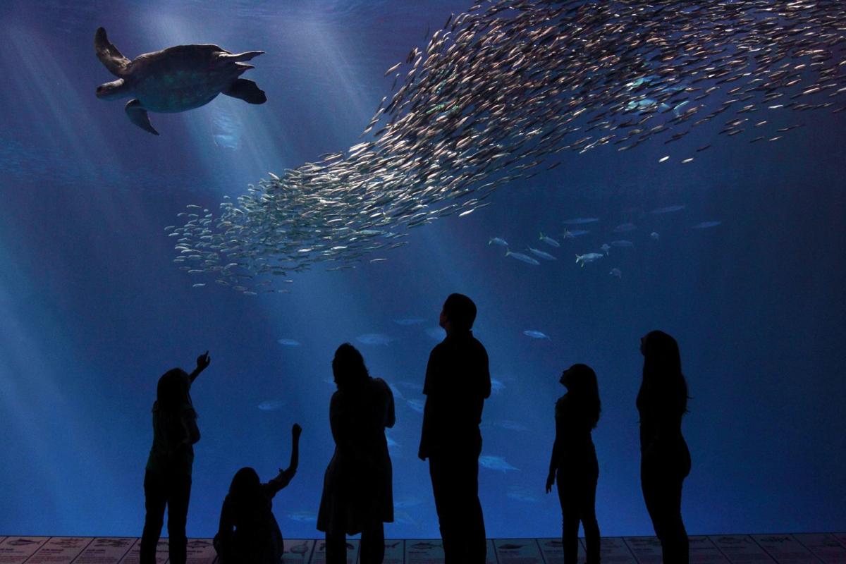Aquariums of California offer glimpses into marine life Travel