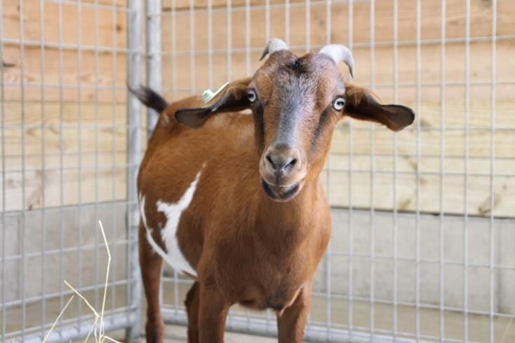 Meet our pets of the week: A bulldog, a goat and longhair cat