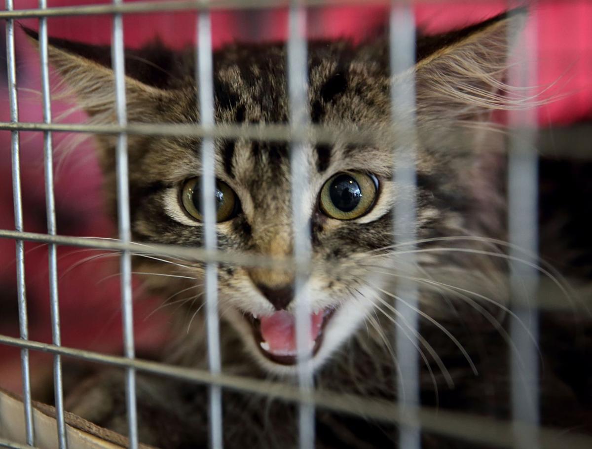The Birds On The Bat Won T Get The Cat Rally Cat That Is
