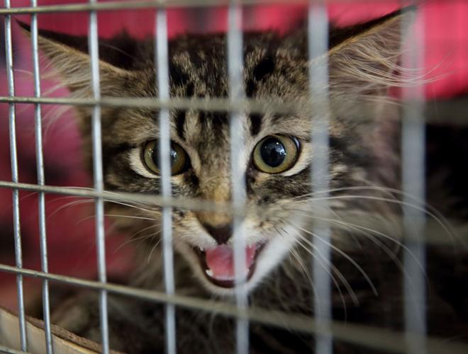 Rally Cat custody case: Feral Cat center has him, Cardinals want him