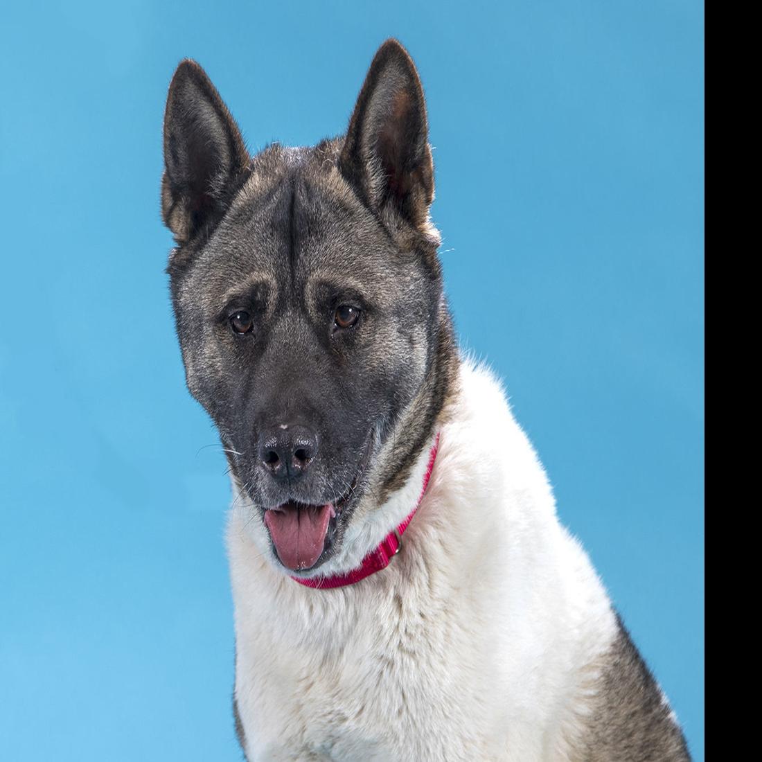 Adopt These Pets An Akita A Cur Mix And A Pair Of Parakeets Pets Stltoday Com