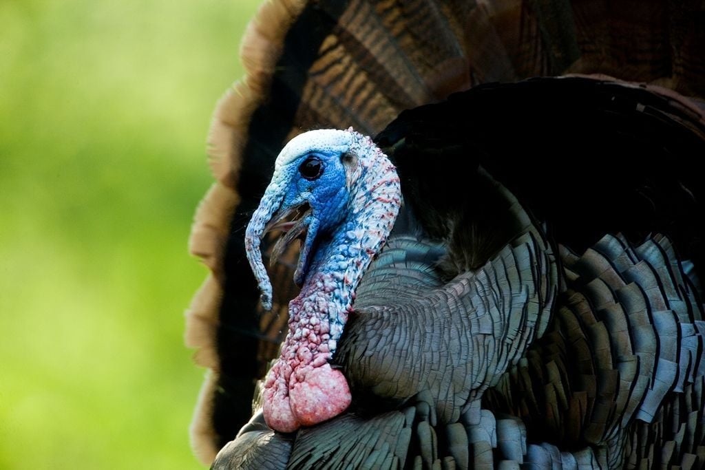 Spring turkey season in Missouri opens with struts and booms
