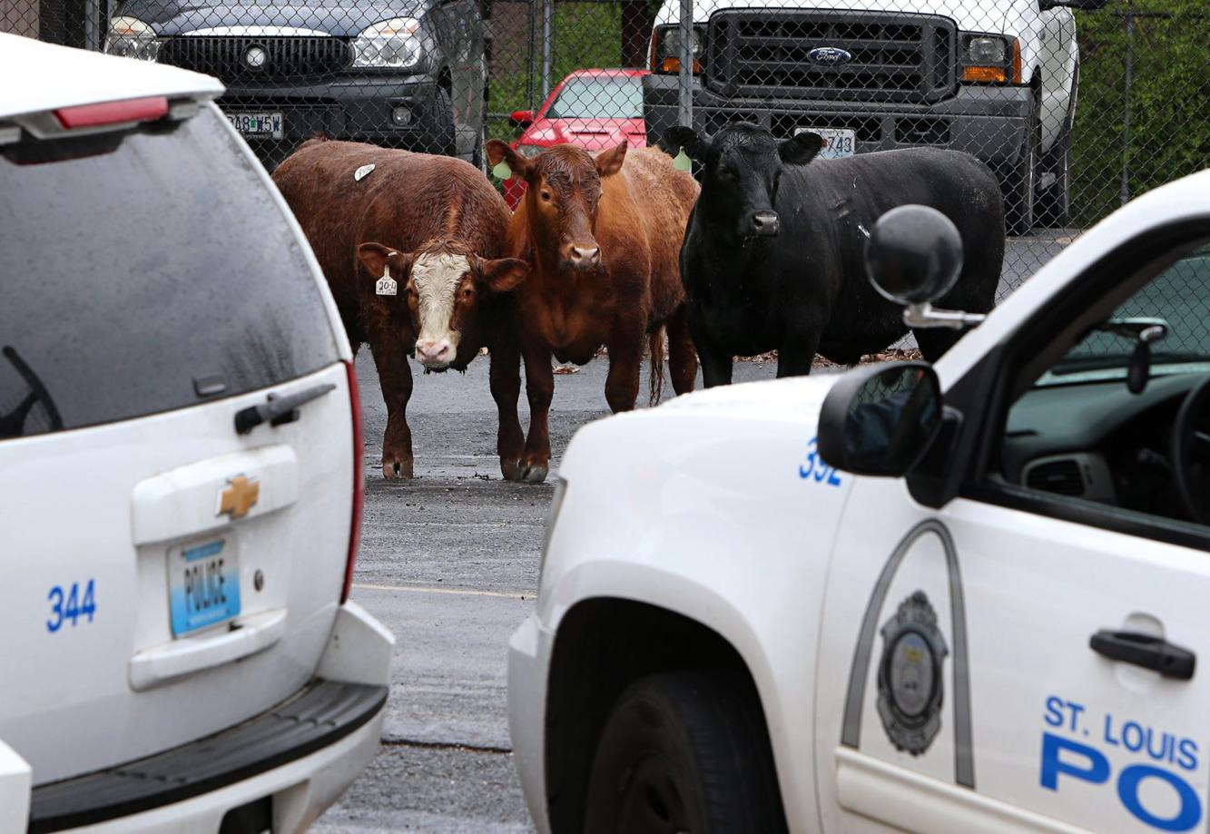 Steakout Police corral cattle after escape from St. Louis