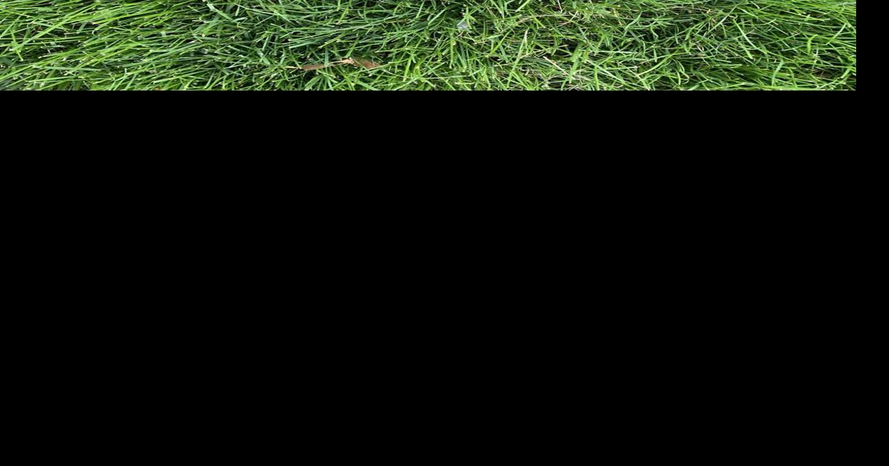 Is there any solution to lawn damage caused by dog urine?