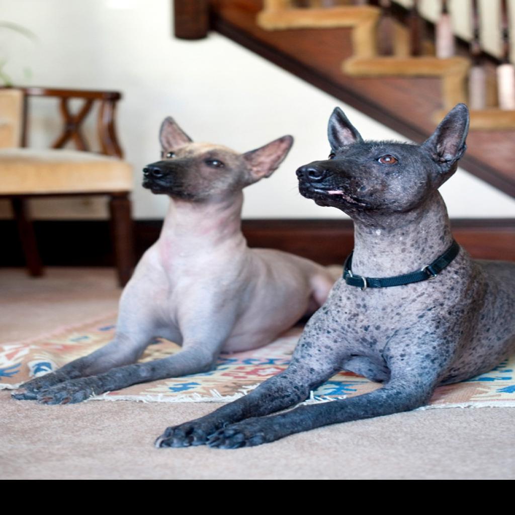 Xolo Breed Makes Comeback Gains Akc Status Pets Stltoday Com