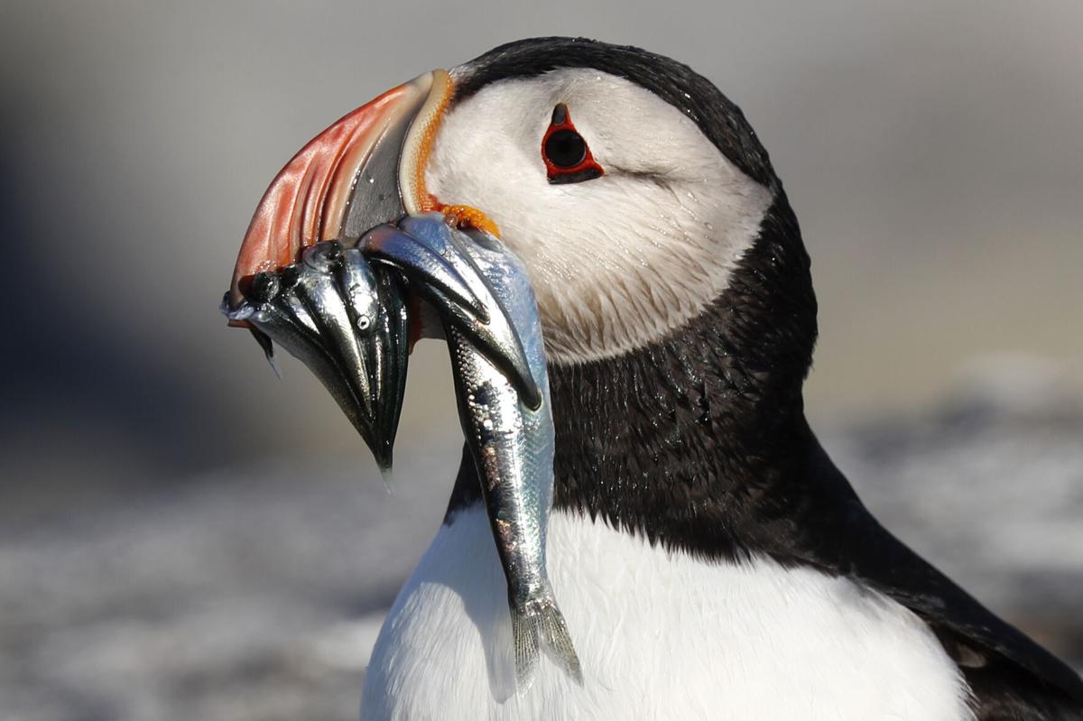 Puffins Are Making a Comeback in Maine, Smart News