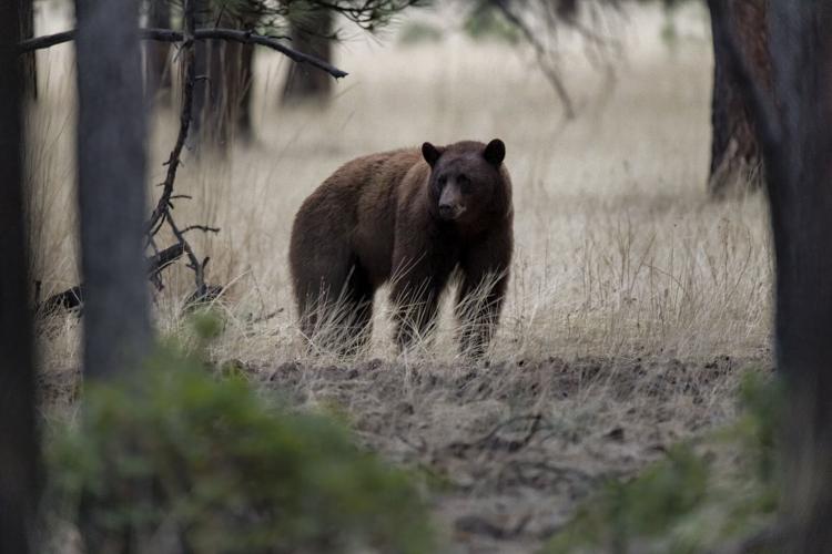 A North American safari Explore animals and more in New Mexico reserve