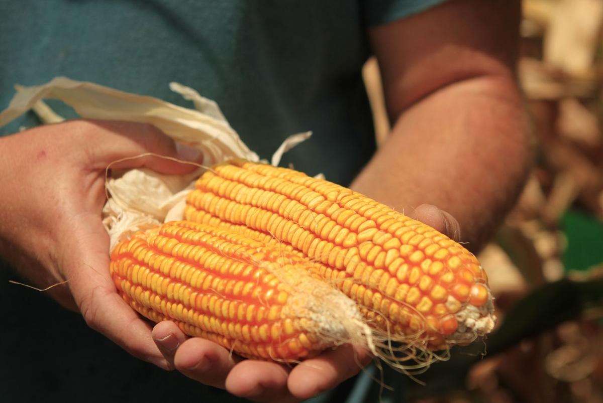 Kaiima corn