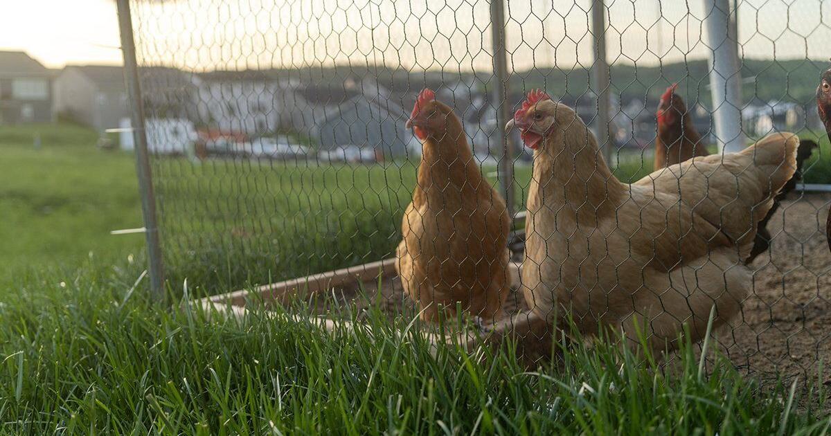 The state is asking a judge to limit his ruling tossing out a multi-subject 2024 law and limit his order to backyard chicken regulation, the main issue for the HOA