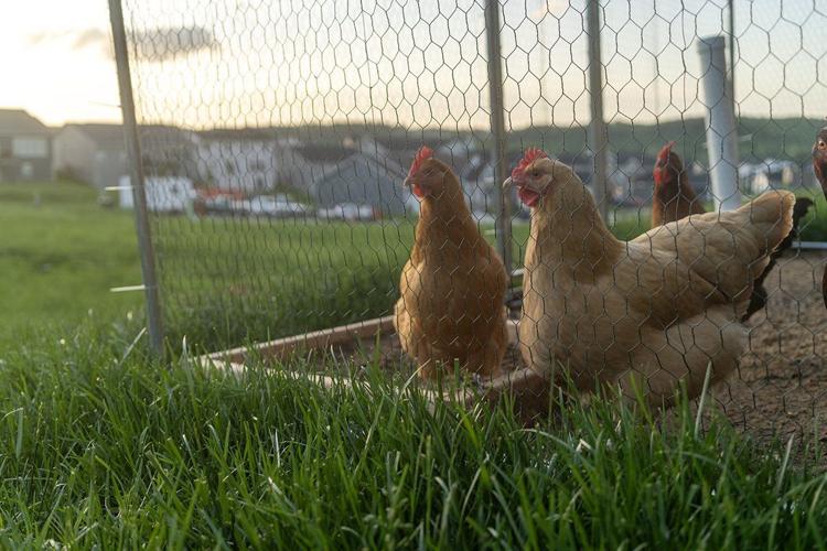 Jefferson County HOA threatens residents with fines for backyard chickens