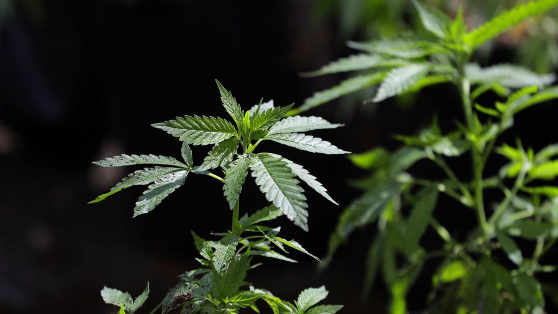 Editorial: Illinois' sensible solution to opioids | Editorial | stltoday.com