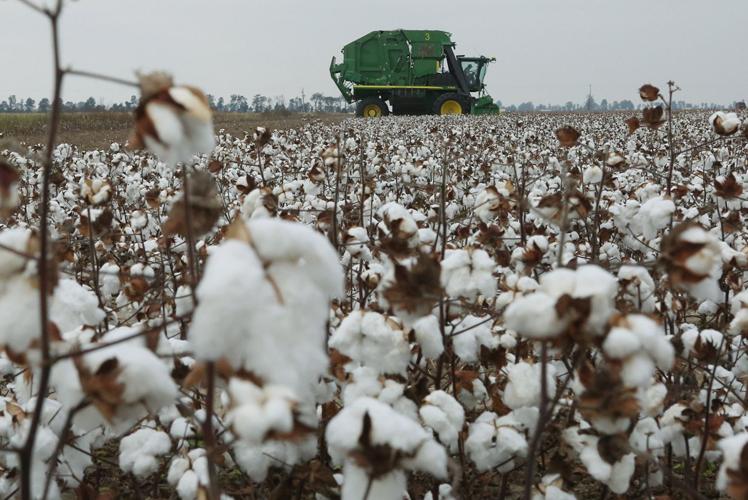 Remembering when cotton was king