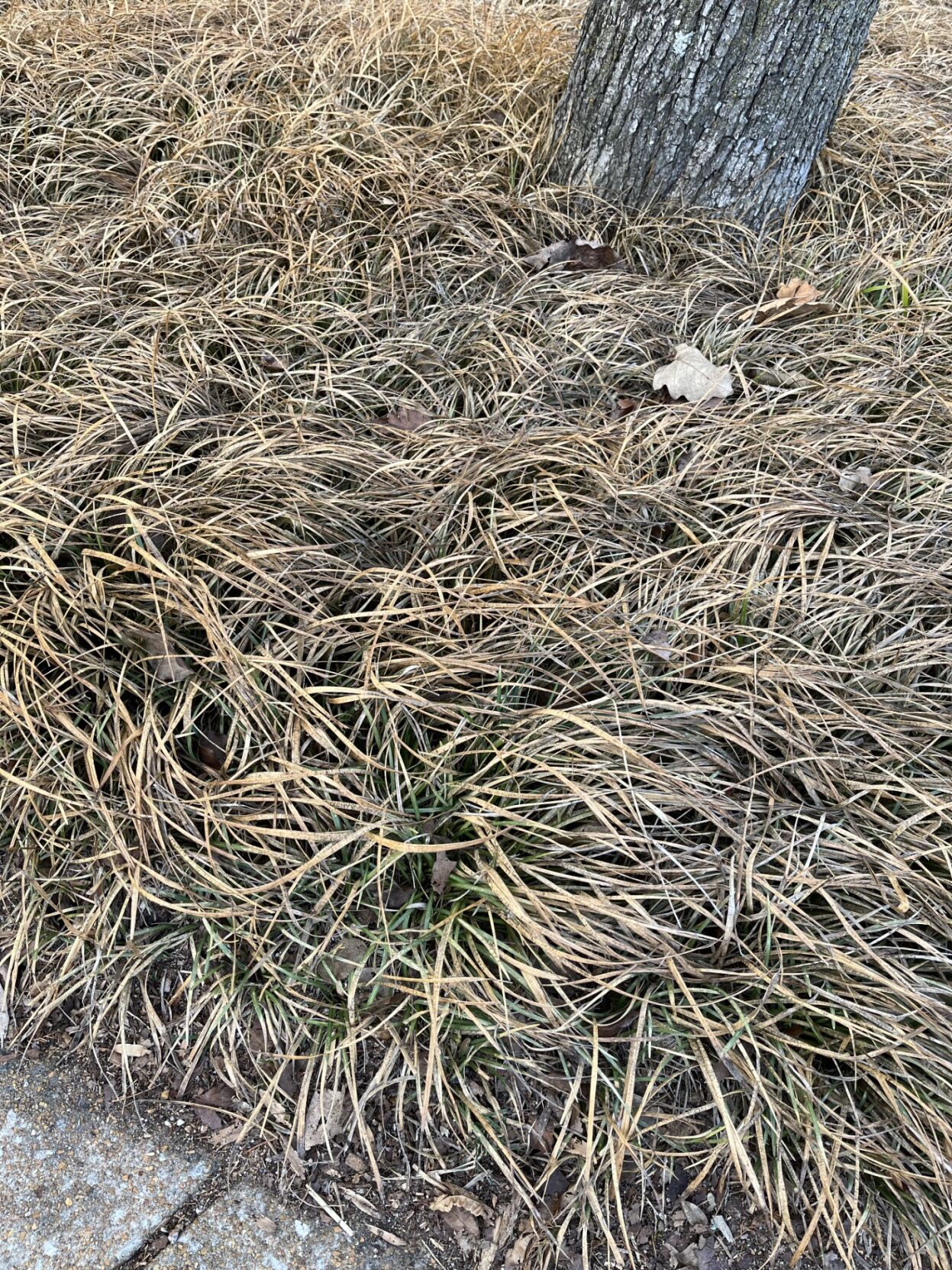 You can cut back old liriope even after new growth emerges