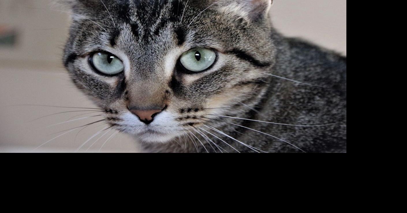 Only two states ban declawing cats. Will Illinois become the third?