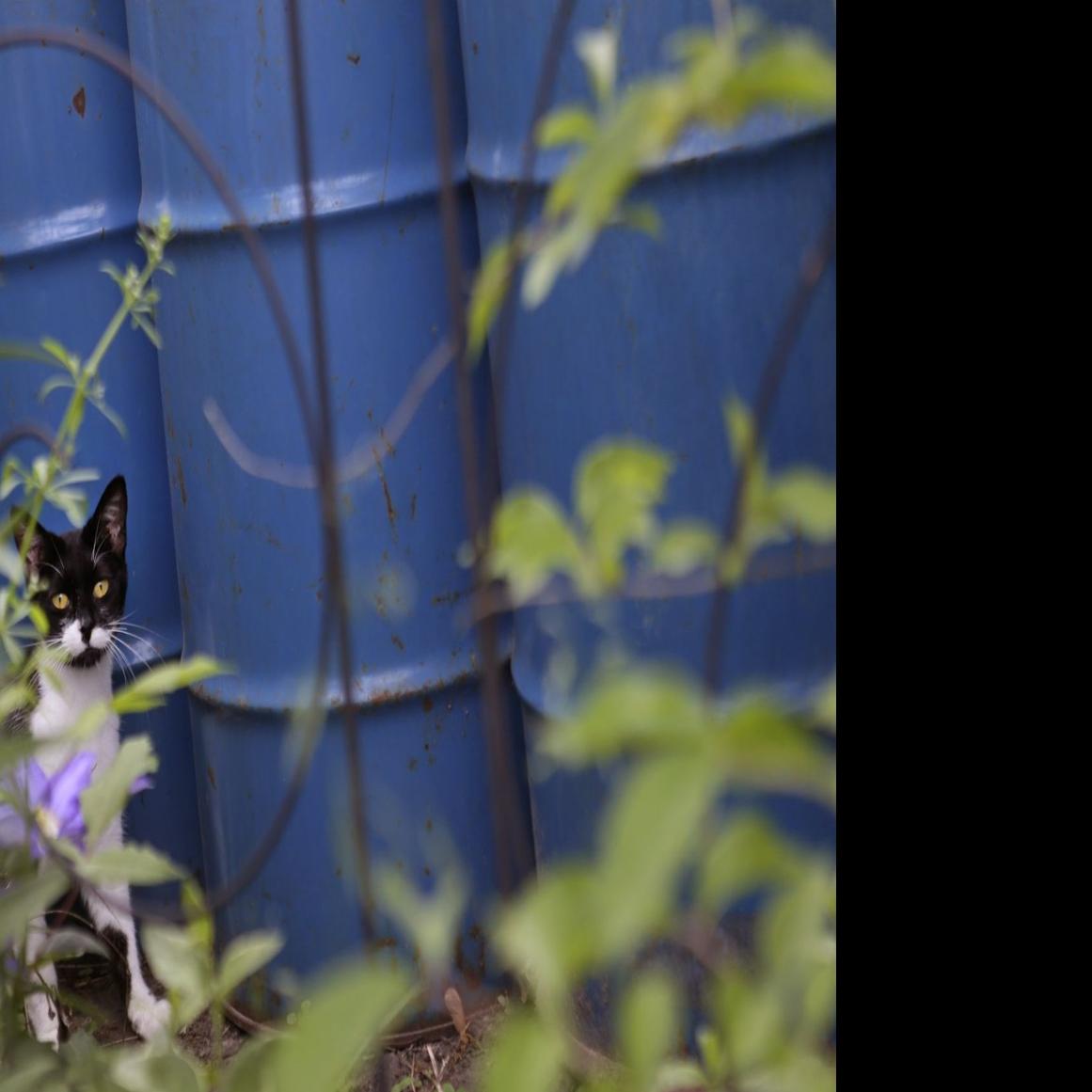 Pacific Approves Program To Trap Neuter Release Stray Cats