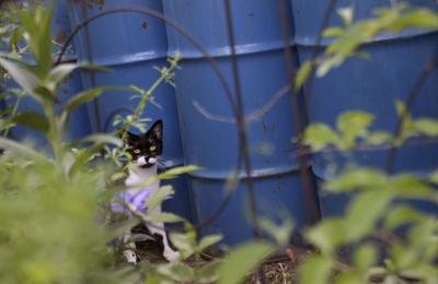 Feral cats in Pacific