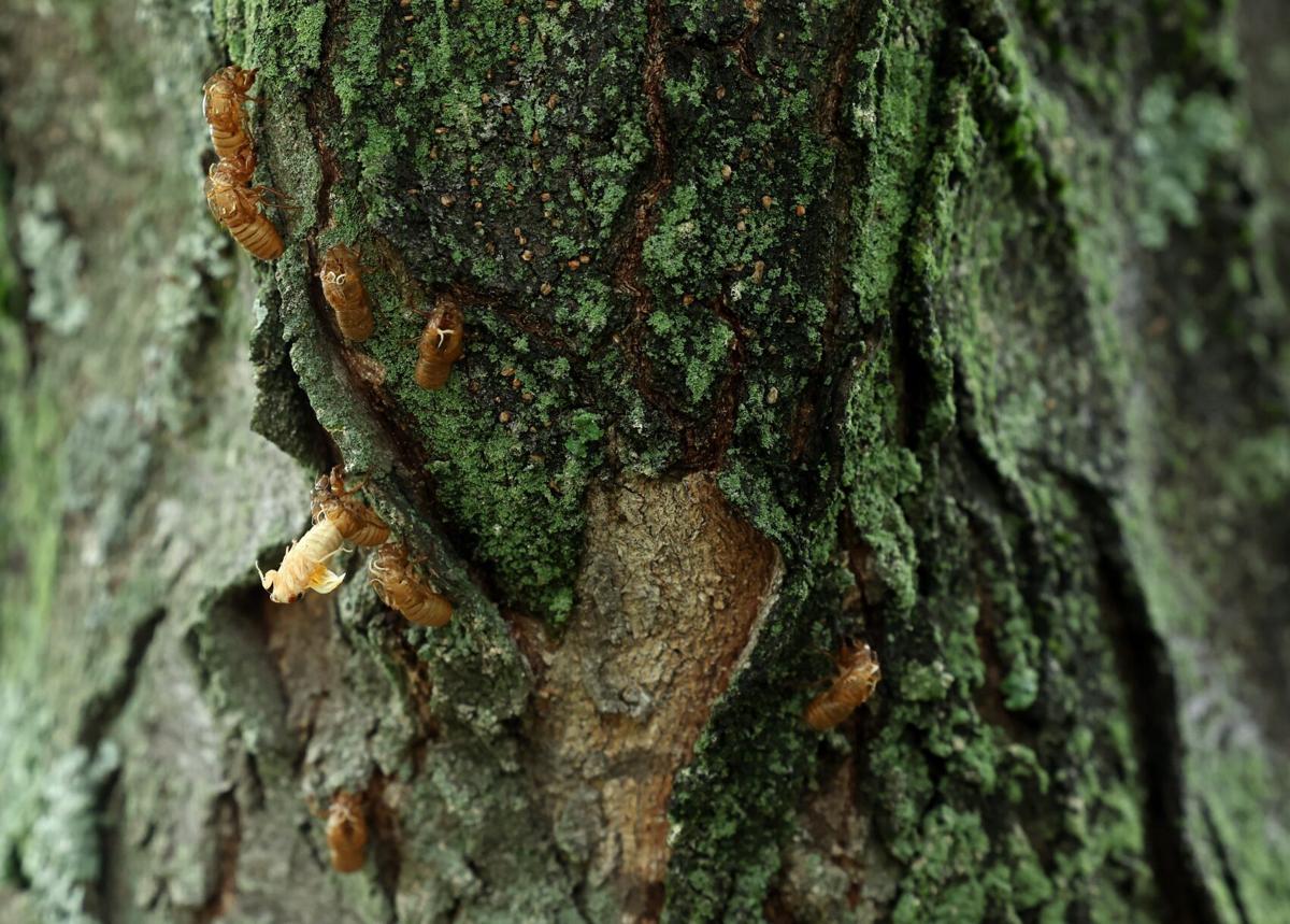 Cicadas in St. Louis