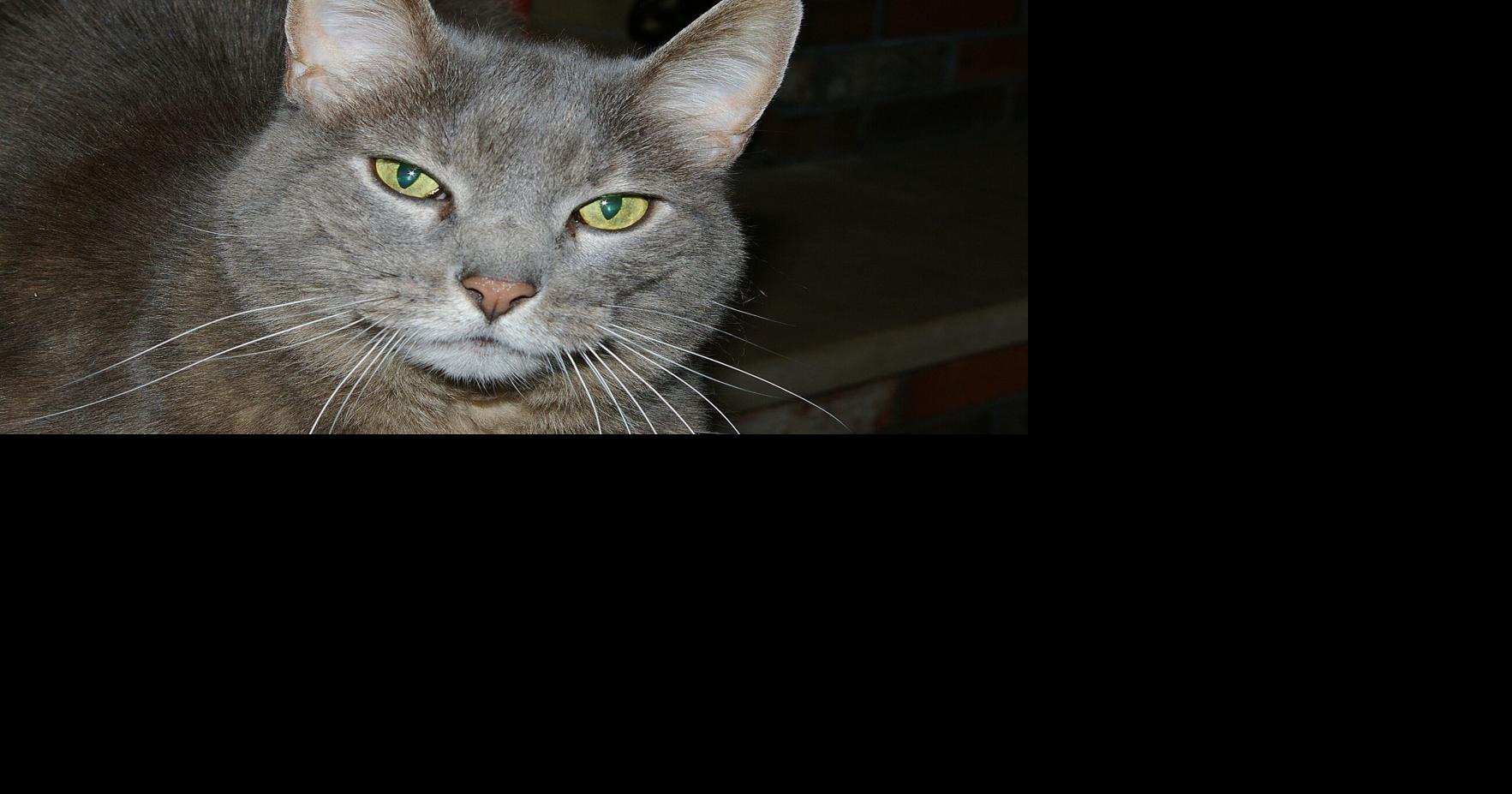 Missouri Senate votes to neuter St. Louis and St. Louis County ordinances on cat declawing
